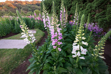 Pink and white digitalis or foxglove flowers in the spring season in the garden. Summer nature...