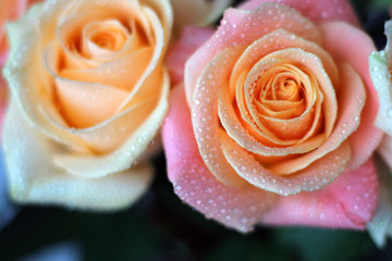 two delicate roses with dew drops