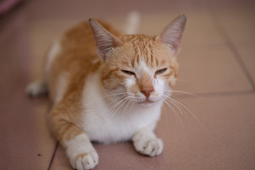 Fototapeta na wymiar a cute male cat sitting, lay down and walking on red brick.