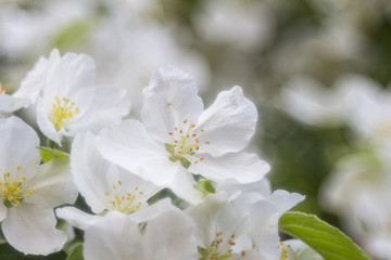 Fototapeta na wymiar Macro of an apple blossom