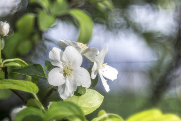 Macro of an apple blossom