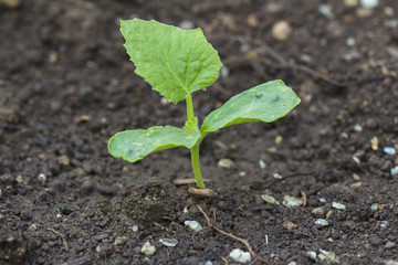 A freshly germinated cucumber plant with two cotyledons comes from the earth