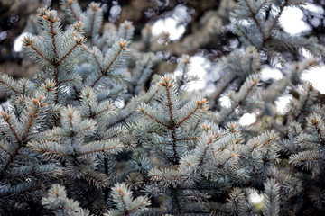 fir branches