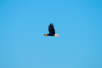 Wreathed hornbill at Khao Yai national park, THAILAND