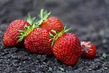 Strawberry closeup closeup Strawberry on a black background on earth