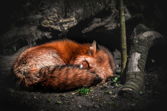 amazing fox in sleep