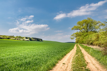 Spring landscape with dirt road and green field