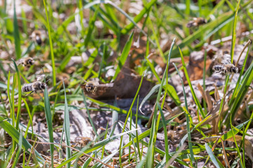 Männliche Erdbiene auf der Suche nach weiblichen Erdbiene