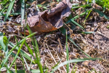 Männliche Erdbienen umzingeln weiblichen Erdbiene