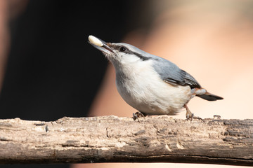 Eurasian nuthatch with nut in his beak
