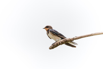 barn swallow bird