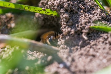 Obraz na płótnie Canvas Einzelnes Erdbienen Weibchen in ihrem Loch am Boden