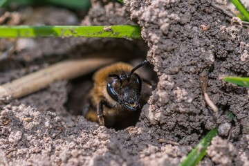 Einzelnes Erdbienen Weibchen in ihrem Loch am Boden