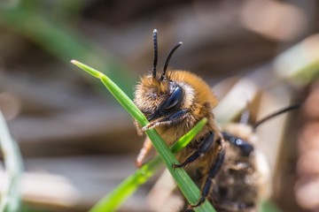 Männliche Erdbienen begattet weiblichen Erdbiene
