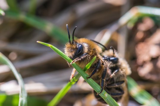 Männliche Erdbienen begattet weiblichen Erdbiene