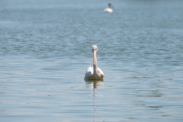 Fototapeta na wymiar spot billed pelican or grey pelican in Thailand