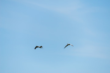 Obraz premium Flying spot billed pelican or grey pelican in Thailand