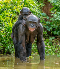 Mother bonobo with the baby on her back is standing in the water. Democratic Republic of the Congo. Africa.
