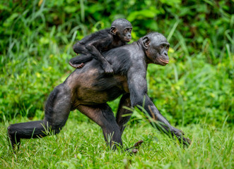Bonobo mother with a baby on a background of a tropical forest. Democratic Republic of the Congo. Africa.