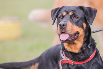 portrait of a beauceron dog outdoors on a field of obedience in belgium - 202302741