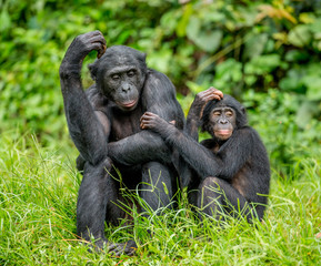 Bonobo mother with a baby on a background of a tropical forest. Democratic Republic of the Congo. Africa.