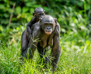 Bonobo mother with a baby on a background of a tropical forest. Democratic Republic of the Congo. Africa.