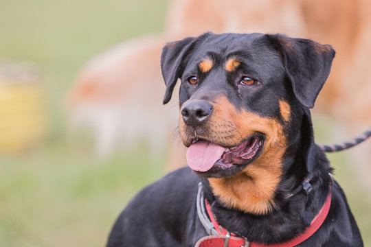 portrait of a beauceron dog outdoors on a field of obedience in belgium