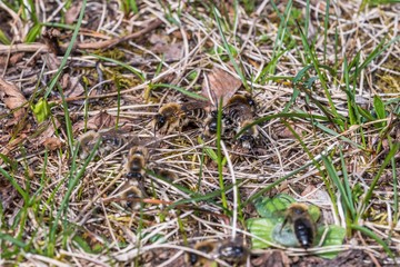 Männliche Erdbienen umzingeln weiblichen Erdbiene