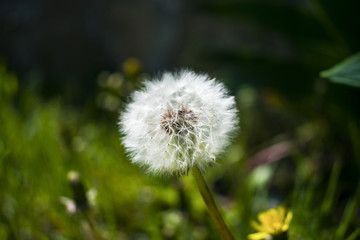 dandelion against the background of a clearing