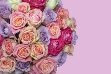Bunch of multi-colored roses over pink background. Selective focus with sample text