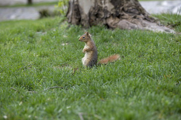 Squirrel