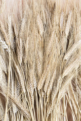 buğday başağı, tarım