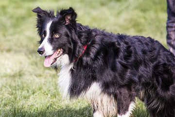 Portrait of a border collie dog outdoors in Belgium