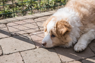 Portrait of a border collie dog outdoors in Belgium