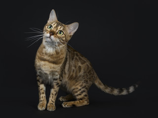 Naklejka na ściany i meble Young adult shiny female with yellow / green eyes bengal cat standing side ways and looking up isolated on black background