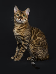 Adult shiny male with green eyes bengal cat sitting side ways and looking straight in camera isolated on black background
