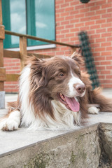 Portrait of a border collie dog outdoors in Belgium