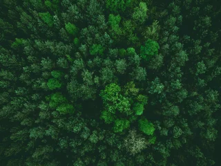 Türaufkleber Wälder Luftaufnahme über den Wald im Frühling