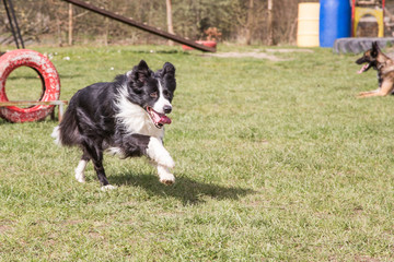 Portrait of a border collie dog outdoors in Belgium