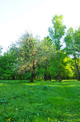 wild Apple tree in bloom in the meadow in the spring. in the setting sun