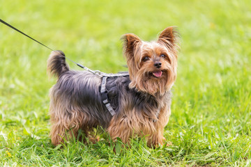 Yorkshire terrier in the park
