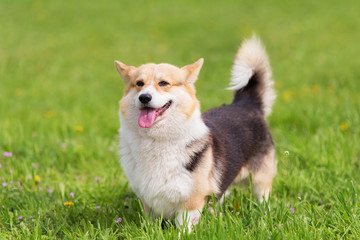 Photo of a corgi dog