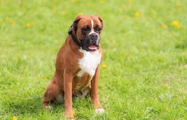 Portrait of a Boxer dog in green