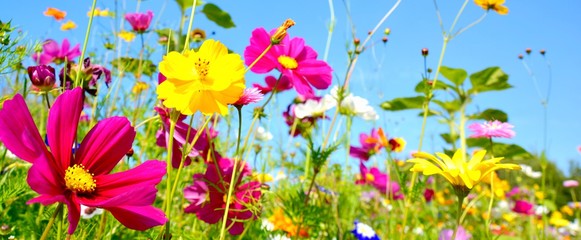 Blumenwiese - Hintergrund Panorama -  Wildblumen Wiese