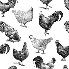 Pattern of the cocks and hens sketches - obrazy, fototapety, plakaty