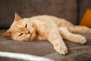 red British cat lying on the sofa. A pet with a blissful face.