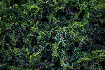 green bushes in the park