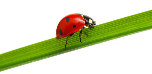Ladybug on green grass