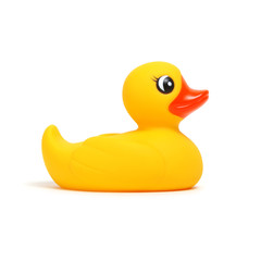Yellow rubber duck on white