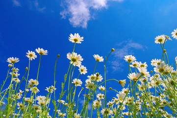 Fototapeta na wymiar Field of daisies